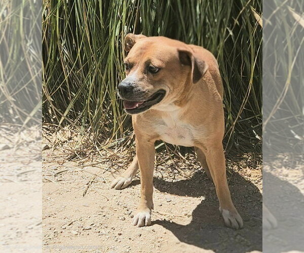 Medium Photo #8 Labrador Retriever-Unknown Mix Puppy For Sale in Lake Forest, CA, USA