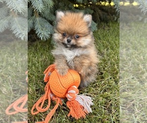 Pomeranian Puppy for sale in MIDDLEBURY, IN, USA