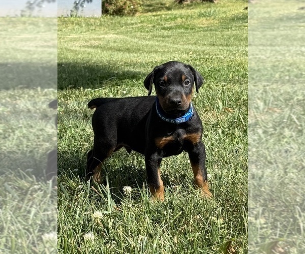 Medium Photo #17 Doberman Pinscher Puppy For Sale in NEWTON, NC, USA