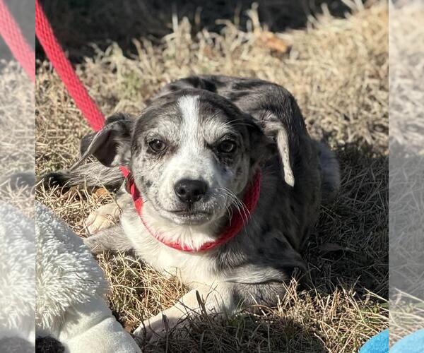 Medium Photo #1 Border-Aussie Puppy For Sale in Yardley, PA, USA