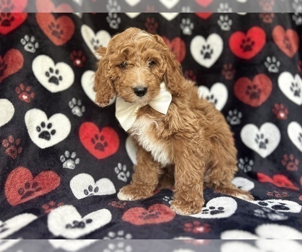 Medium Photo #8 Cock-A-Poo Puppy For Sale in LAKELAND, FL, USA