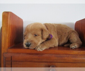 Labradoodle Puppy for sale in INDIANAPOLIS, IN, USA