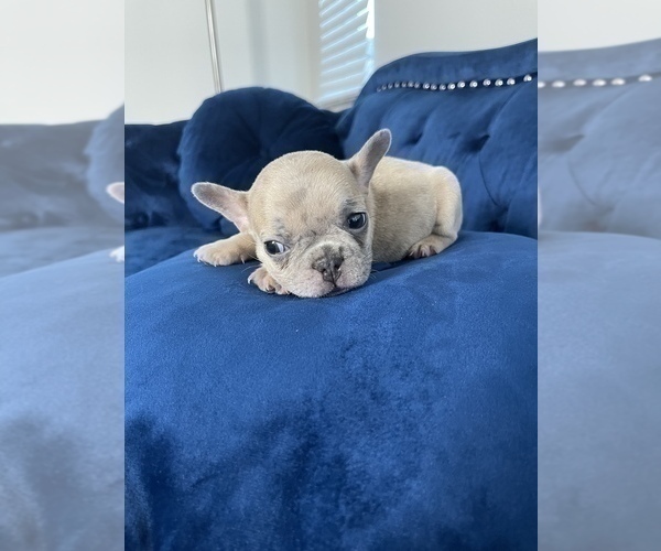 Medium Photo #32 French Bulldog Puppy For Sale in EMPIRE STATE, NY, USA