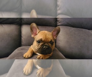 French Bulldog Puppy for sale in PARKER, CO, USA