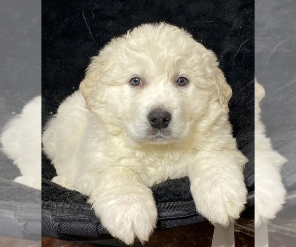 Medium Photo #4 Great Pyrenees Puppy For Sale in CANOGA, NY, USA
