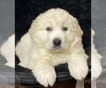 Small #3 Great Pyrenees