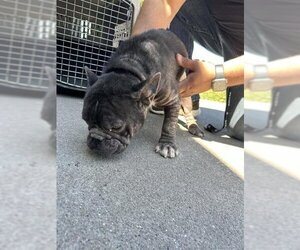 French Bulldog Dogs for adoption in Stockton, CA, USA