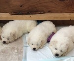 Small Photo #4 Great Pyrenees Puppy For Sale in AMELIA, VA, USA