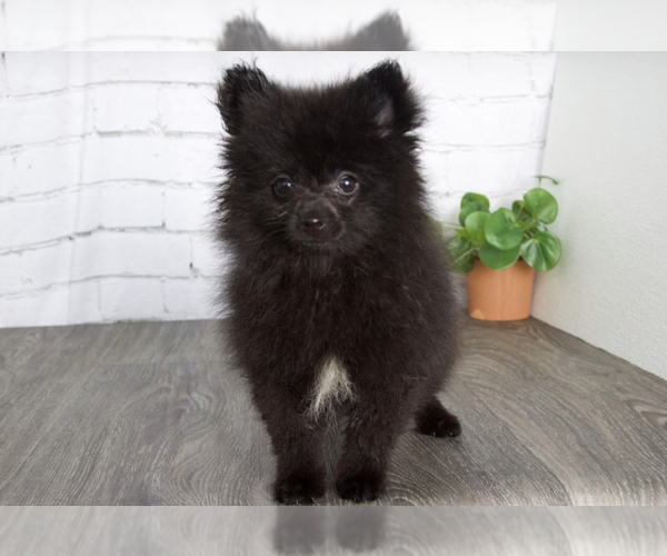 Medium Photo #1 Pomeranian Puppy For Sale in RED LION, PA, USA
