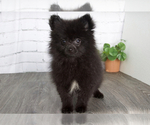 Small Photo #1 Pomeranian Puppy For Sale in RED LION, PA, USA