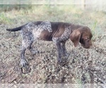 Small #71 German Shorthaired Pointer