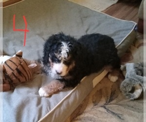 Bernedoodle Puppy for sale in ELLIJAY, GA, USA