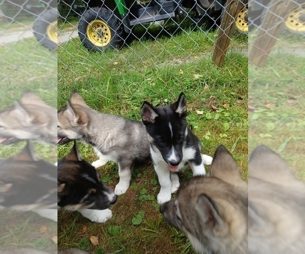 Medium Photo #1 Siberian Husky Puppy For Sale in LONG EDDY, NY, USA