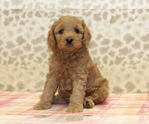 Cavapoo Puppy for sale in DENVER, PA, USA