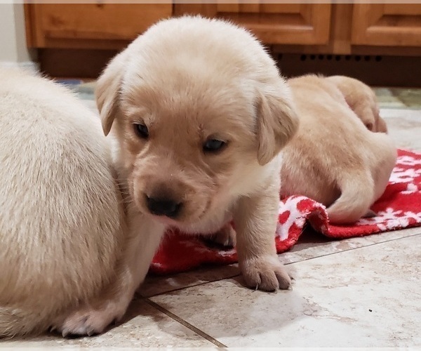 Medium Photo #12 Labrador Retriever Puppy For Sale in OLYMPIA, WA, USA