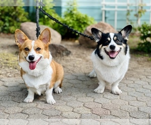 Mother of the Pembroke Welsh Corgi puppies born on 03/31/2024