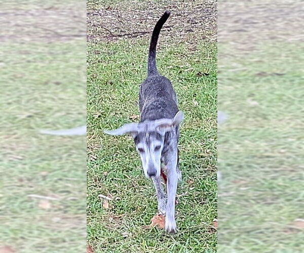 Medium Photo #5 Beagle-Unknown Mix Puppy For Sale in Dunnellon, FL, USA