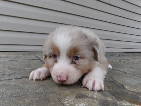 Medium Photo #6 Australian Shepherd Puppy For Sale in ADAIRO, OH, USA