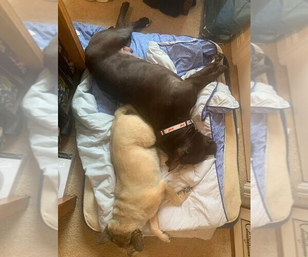 Medium Photo #9 American Pit Bull Terrier-Unknown Mix Puppy For Sale in Germantown, OH, USA