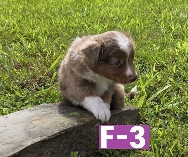 Medium Photo #9 Miniature Australian Shepherd Puppy For Sale in EVERTON, MO, USA