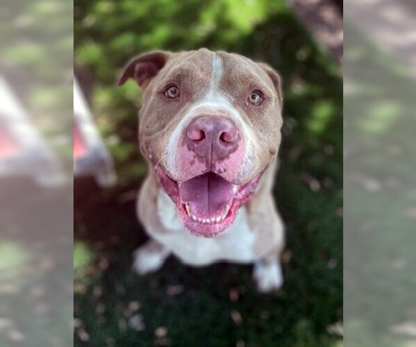 Medium Photo #2 American Pit Bull Terrier-Unknown Mix Puppy For Sale in Ventura, CA, USA