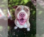 Small #1 American Pit Bull Terrier Mix