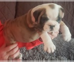 Small Photo #4 English Bulldog Puppy For Sale in GERMAN VALLEY, IL, USA