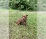 Small Photo #15 American Bully Puppy For Sale in HILTON, NY, USA