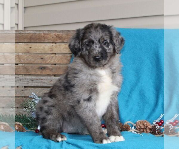 Medium Photo #2 Australian Shepherd-Goldendoodle Mix Puppy For Sale in HOLTWOOD, PA, USA
