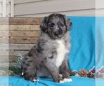 Small Photo #2 Australian Shepherd-Goldendoodle Mix Puppy For Sale in HOLTWOOD, PA, USA