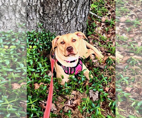 Medium Photo #5 American Pit Bull Terrier-Unknown Mix Puppy For Sale in Chester, VA, USA