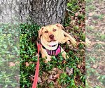 Small #4 American Pit Bull Terrier Mix