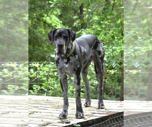 Mother of the Great Dane puppies born on 07/24/2025