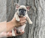 Puppy Puppy 2 Comet French Bulldog