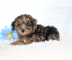 YorkiePoo Puppy for Sale in SHILOH, Ohio USA