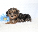 Small Photo #1 YorkiePoo Puppy For Sale in SHILOH, OH, USA