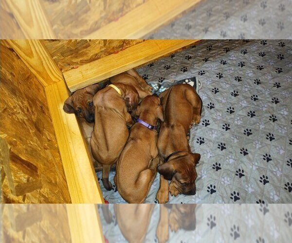 Medium Photo #12 Rhodesian Ridgeback Puppy For Sale in ONEIDA, TN, USA