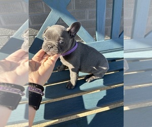 French Bulldog Puppy for sale in THORNTON, CO, USA