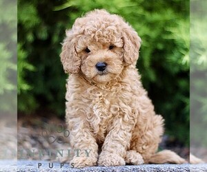 Goldendoodle (Miniature) Puppy for sale in KINZERS, PA, USA