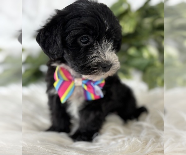 Medium Photo #11 Morkie Puppy For Sale in ROCK STREAM, NY, USA