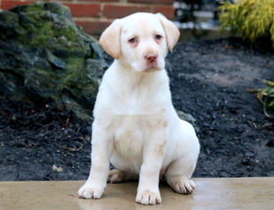 Labrador Retriever Puppy for sale in MOUNT JOY, PA, USA
