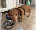 Small #2 Dachshund