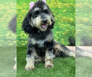 Bernedoodle (Miniature) Puppy for sale in BULLARD, TX, USA