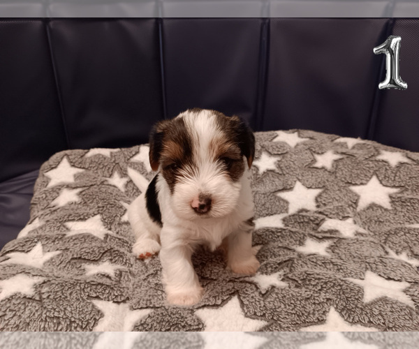 Medium Photo #3 Biewer Yorkie Puppy For Sale in GRANBURY, TX, USA