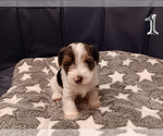 Small #2 Biewer Yorkie
