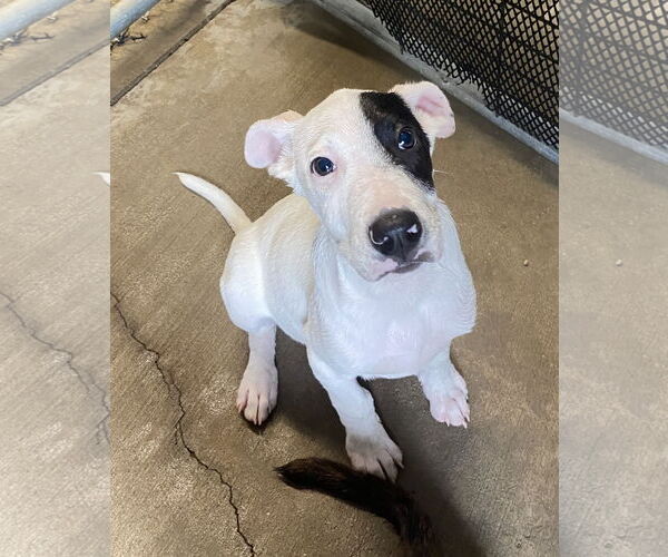 Medium Photo #1 American Pit Bull Terrier-Unknown Mix Puppy For Sale in Sparta, TN, USA