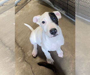 American Pit Bull Terrier-Unknown Mix Dogs for adoption in Sparta, TN, USA