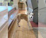 Small #4 Chihuahua Mix