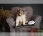 Small Photo #2 Collie Puppy For Sale in PILOT, VA, USA