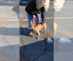 Maggie - Female Boxador Dog for Adoption - Photo #3
